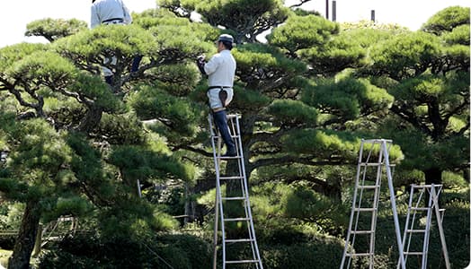 にわやは大きい樹木にも安全徹底対応